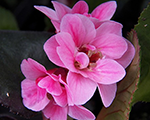 Bergēnija 'Dragonfly Sakura'