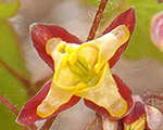 Alpine barrenwort