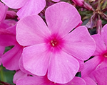 Floksis skarainais 'Flame Pink'