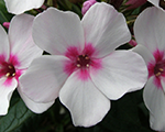 Aed-leeklill 'Flame White Eye'