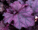 Heihēra 'Rex Purple'