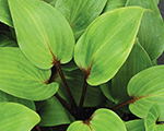 Hosta 'Purple Heart'