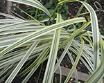 Miskante Ķīnas 'Variegatus'