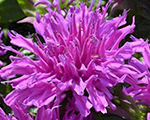 Monarda dvīņziedu 'Balmy Lilac'