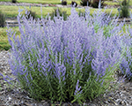 Perovskija 'Russian Sage'