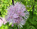 Saulkrēsliņš 'Nimbus Pink'