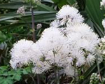 Saulkrēsliņš 'Nimbus White'