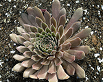 Saulrietenis 'BigSam Coral Gray'