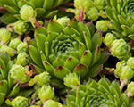 Saulrietenis 'Centaurus'