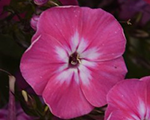 Floksis skarainais 'Flame Light Pink Improved'