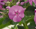 Floksis skarainais 'Flame Lilac'