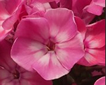 Floksis skarainais 'Flame Pink Eye'
