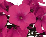Floksis skarainais 'Flame Cerise'