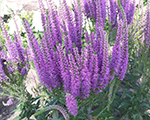 Veronika vārpu 'Purple Explosion'