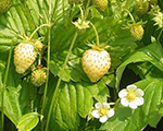 Zemene mēnešzemene dzeltenā 'Yellow Wonder'