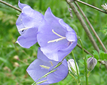 Pulkstenīte dižā 'Skyline'