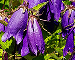 Pulkstenīte 'Purple Sensation'