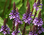 Verbēna Amerikas 'Blue Spires'