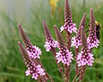 Verbēna Amerikas 'Pink Spires'