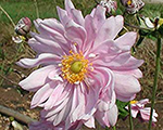 Anemone 'Montrose'