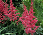 Astilbe 'Alive and Kicking'