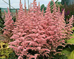 Astilbe 'Censation Glitter & Glamour'