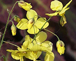 Epimēdija 'Frohnleiten'
