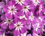 Floksis skarainais 'Flame Violet Charm'