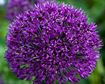 Sīpols dekoratīvais 'Purple Sensation'