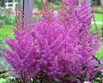 Astilbe 'Nemo'