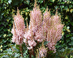 Astilbe 'Look at Me'