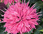 Monarda dvīņziedu 'Pardon My Pink'