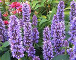 Agastahe 'Blue Fortune'