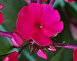Floksis skarainais 'Nadia'