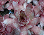 Saulrietenis 'BigSam Country Red'