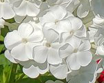 Floksis skarainais 'David'