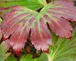 Mukdēnija Rosa 'Karasuba'