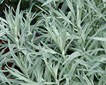 Vērmele Ludviga 'Silver Queen'