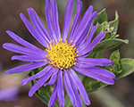 Ziemastere virsāju 'Blue King'