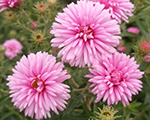 Ziemastere Jaunanglijas 'Harrington’s Pink'