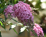Budleja 'Pink Cascade'