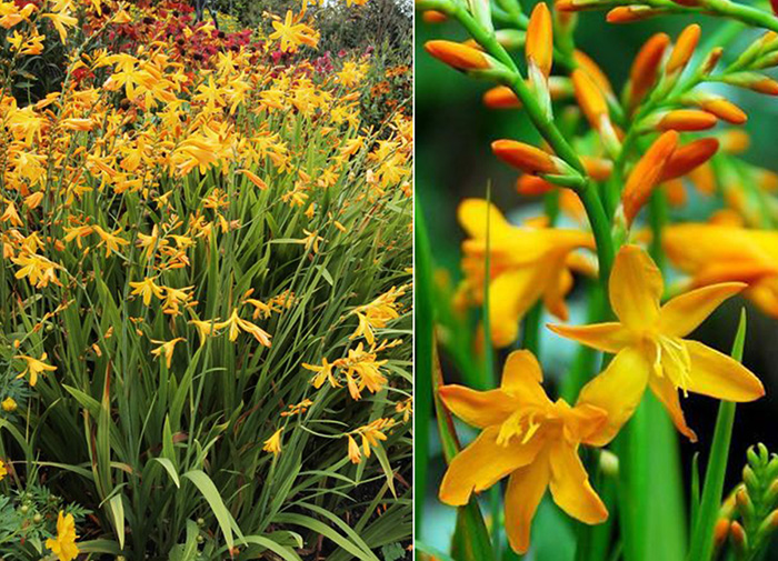 Jauna Perennials - Montbrēcija dārza 'George Davidson' / Stādu ...