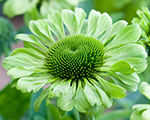Ehinācija 'Green Jewel'