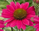 Ehinācija 'Pearl Magenta'