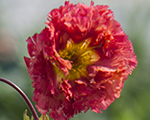 Bitene 'Bohema Pink'