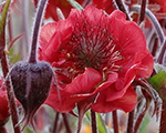 Bitene 'Flames of Passion'