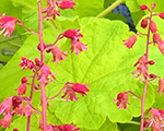 Heihēra 'Northern Exposure Lime'