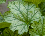 Heihēra 'Paris'