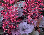 Heihēra 'Silver Gumdrop'