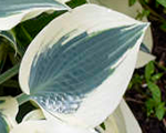 Hosta 'Blue Ivory'